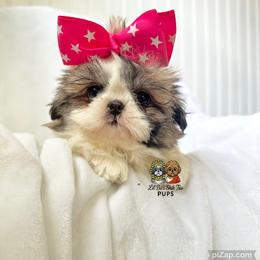 Vee - Sable and white female Shih Tzu puppy in Walkertown, North Carolina from Lil’ Bit’s Shih Tzu