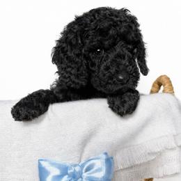 Goldendoodle puppies from HoneyPaw Doodles
