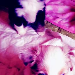 Australian Shepherd and Toy Australian Shepherd Puppies from Aussies n Kentucky