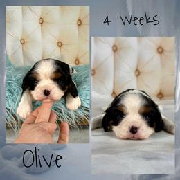 Olive - Tri-color female Cavalier King Charles Spaniel puppy in De Pere, Wisconsin from Rose Garden Kennels