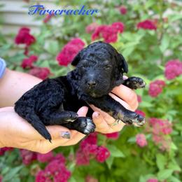 Firecracker - Phantom male Bernedoodle puppy in Midland, Michigan from Northern Charm Farm
