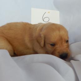 Golden Retriever and Toy Australian Shepherd Puppies from Triple-s-kennel