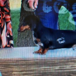 Skreech - Dachshund
