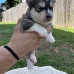 Siberian Husky Puppies from Fly Siberian