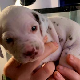 Boy 5 - Dalmatian puppy in Westfield, Massachusetts from Adopt A Spot New England