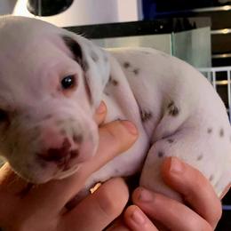 Boy 5 - Dalmatian puppy in Westfield, Massachusetts from Adopt A Spot New England