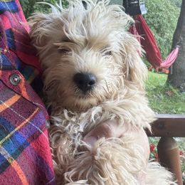 King Julian - Cream male Assorted Doodle Crosses puppy in River Falls, Wisconsin from Dottie's Doodles
