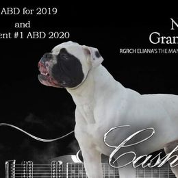 American Bulldogs and French Bulldogs from EliAna Kennels