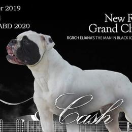 American Bulldogs and French Bulldogs from EliAna Kennels
