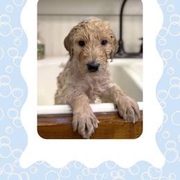 Aster - Apricot male Goldendoodle puppy in Asheboro, North Carolina from Magnolia Farm Doodles