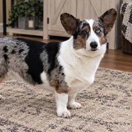 Pepper - Cardigan Welsh Corgi
