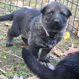 Nellie - Sable female German Shepherd puppy in Buckfield, Maine from Levesques German Shepherds