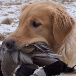 Golden Retrievers from Pemberley Retrievers