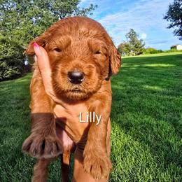 Lilly - Red  female Goldendoodle puppy in Red Oak, Iowa from Fisher Pups-Stay Golden with a Doodle