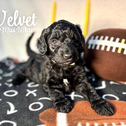 Velvet - Black female Australian Labradoodle puppy in Richmond, Kentucky from Happy Time Doodles