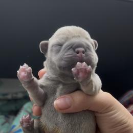 Blue Fawn Boy - Blue fawn male French Bulldog puppy in Gulf Breeze, Florida from SW Frenchies