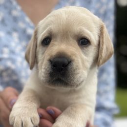 Bryce - Yellow male Labrador Retriever puppy in Rochester, New Hampshire from Merrydale Labradors