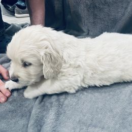 Golden Retriever Puppies from Valiant Goldens