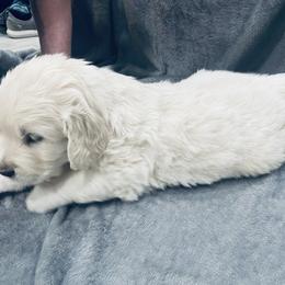 Golden Retriever Puppies from Valiant Goldens