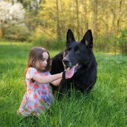 Godric - German Shepherd