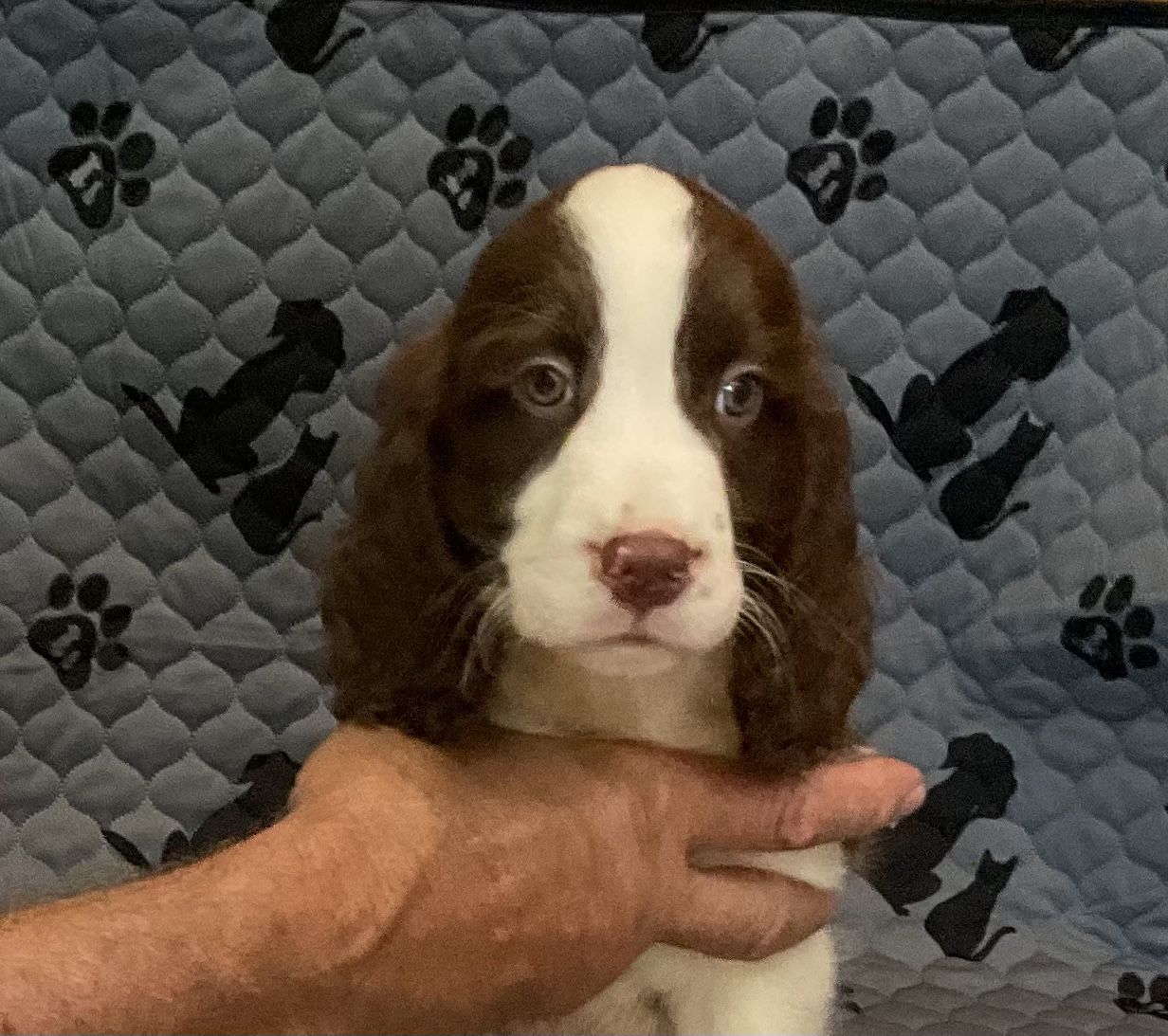 Desk sales springer spaniels