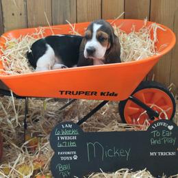 Mickey - Black white and brown female Basset Hound puppy in Dover, Arkansas from S&S American Bassets