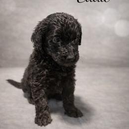 Eddie Munson - Black male Bernedoodle puppy in Bennett, Colorado from Darling Paws, LLC