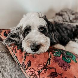 Winnie - Sheepadoodle