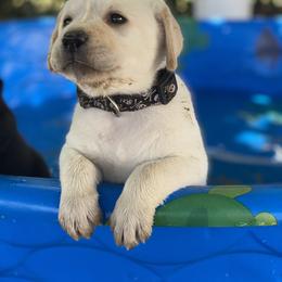Labrador Retriever Puppies from Willow Kane Farm