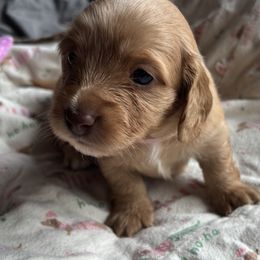 Dachshund Puppies from Golden Dachshunds