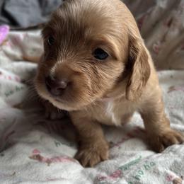 Dachshund Puppies from Golden Dachshunds