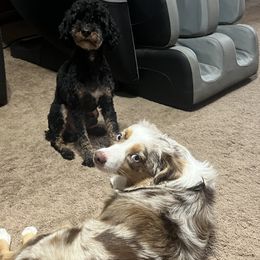 Aussiedoodle puppies from Graceful Acres