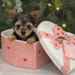 Yorkshire Terrier puppies from Los Angeles Teacup Yorkie