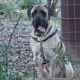 Mastiff All Grown Up from Southern Star English Mastiffs