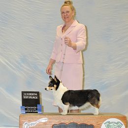 Hooey - Pembroke Welsh Corgi