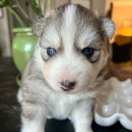 Payette - Black and white female Pomsky puppy in Rathdrum, Idaho from Smart Pomskies and Frenchies