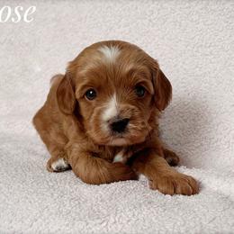 Rose - Red female Cavapoo puppy in Mission, Texas from Sharyland Pets