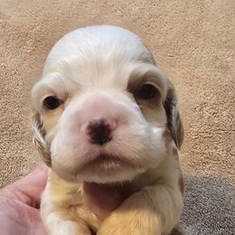 Gabby - Red and white female Cocker Spaniel puppy in Florence, South Carolina from Reddick's American Cocker Spaniels