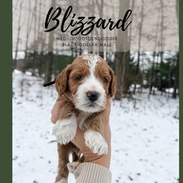 Blizzard - Red  male Goldendoodle puppy in Brookville, Pennsylvania from Woodland Mountain Doodles