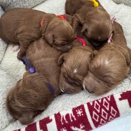 Female - Red  female Goldendoodle puppy in Annandale, New Jersey from KN Mini Goldendoodles