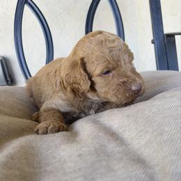 Cedar - Red  male Poodle puppy in Tucson, Arizona from Desert Doodles + Poodles