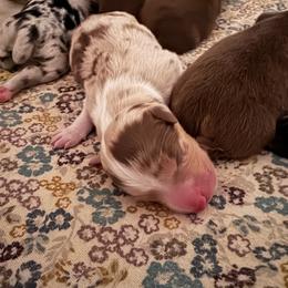 Frankenstein - Red merle male Australian Shepherd puppy in Wrightstown, New Jersey from Hartzland Farm Australian Shepherds