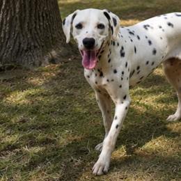 George - White and black male Dalmatian puppy in Weatherford, Texas from Texas Legacy Dalmatians