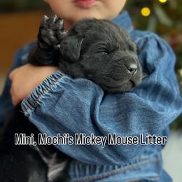 Mini - Black female Labrador Retriever puppy in Owosso, Michigan from Bennington Retrievers
