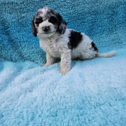 Samson - Merle male Maltipoo puppy in Lancaster, Kentucky from Dream Paws Puppies, LLC