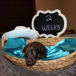 Boy 5 - male Australian Koolie puppy in Sioux Falls, South Dakota from Tenacious Koolies