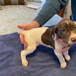 German Shorthaired Pointer Puppies from Albemarle German Shorthaired Pointers