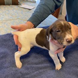 German Shorthaired Pointer Puppies from Albemarle German Shorthaired Pointers
