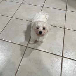 Girl 1 - White female Bichon Frise puppy in Homosassa, Florida from Tammy's Bichon Frise