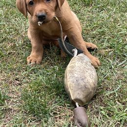 Labrador Retriever Puppies from TNT Elite Labradors